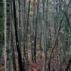 Den Wald vor lauter Bäumen nicht sehen