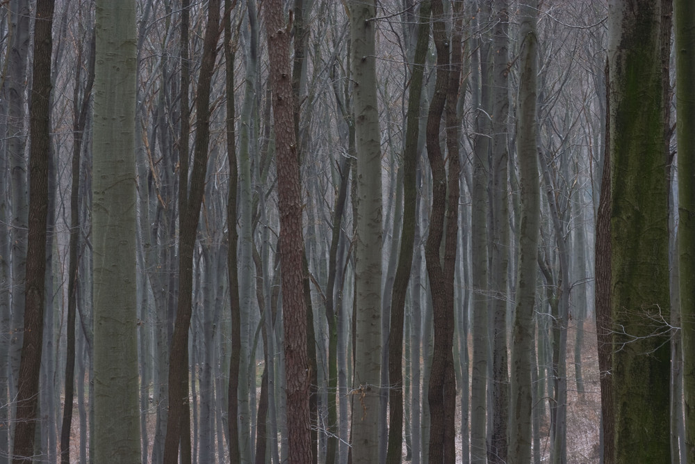 ...den Wald vor lauter Bäumen nicht sehen...