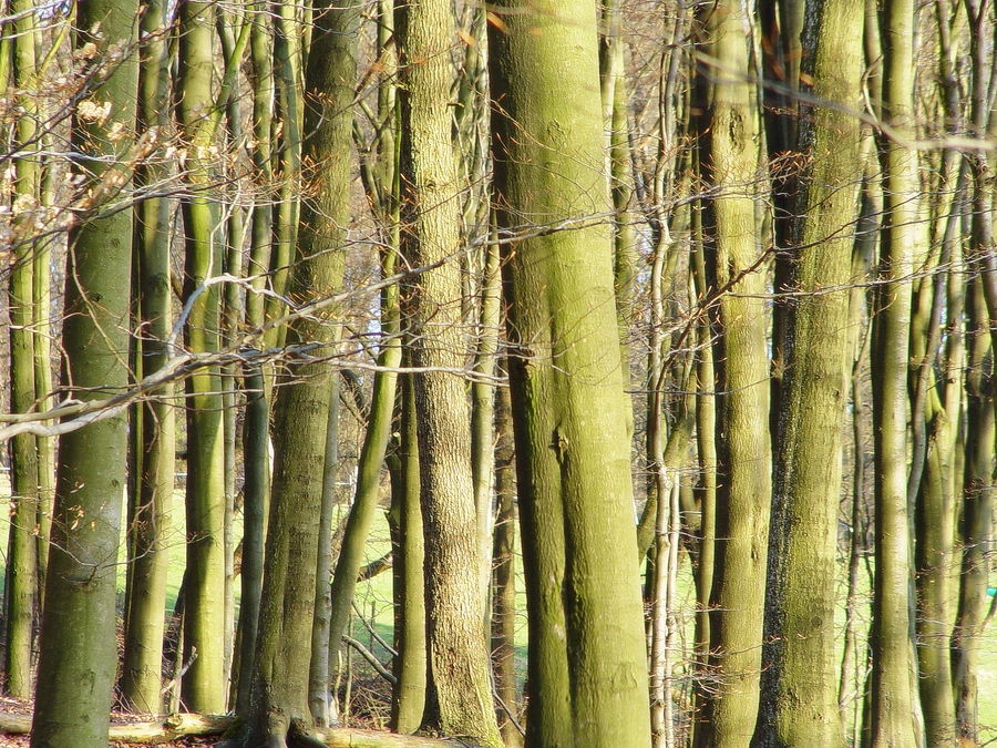 Den Wald vor lauter Bäumen nicht sehen... Foto & Bild landschaft