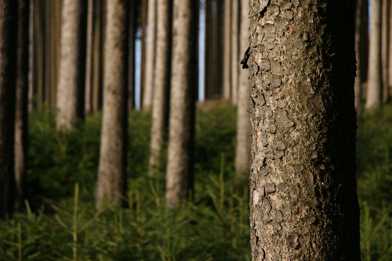 ...den Wald vor lauter Bäumen nicht sehen...