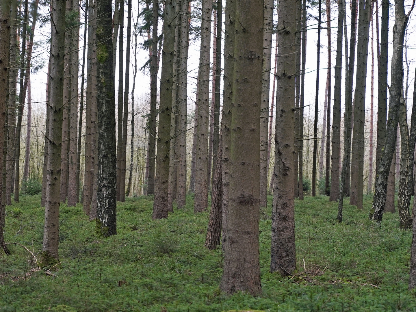 Den Wald vor lauter Bäumen nicht sehen