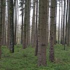 Den Wald vor lauter Bäumen nicht sehen