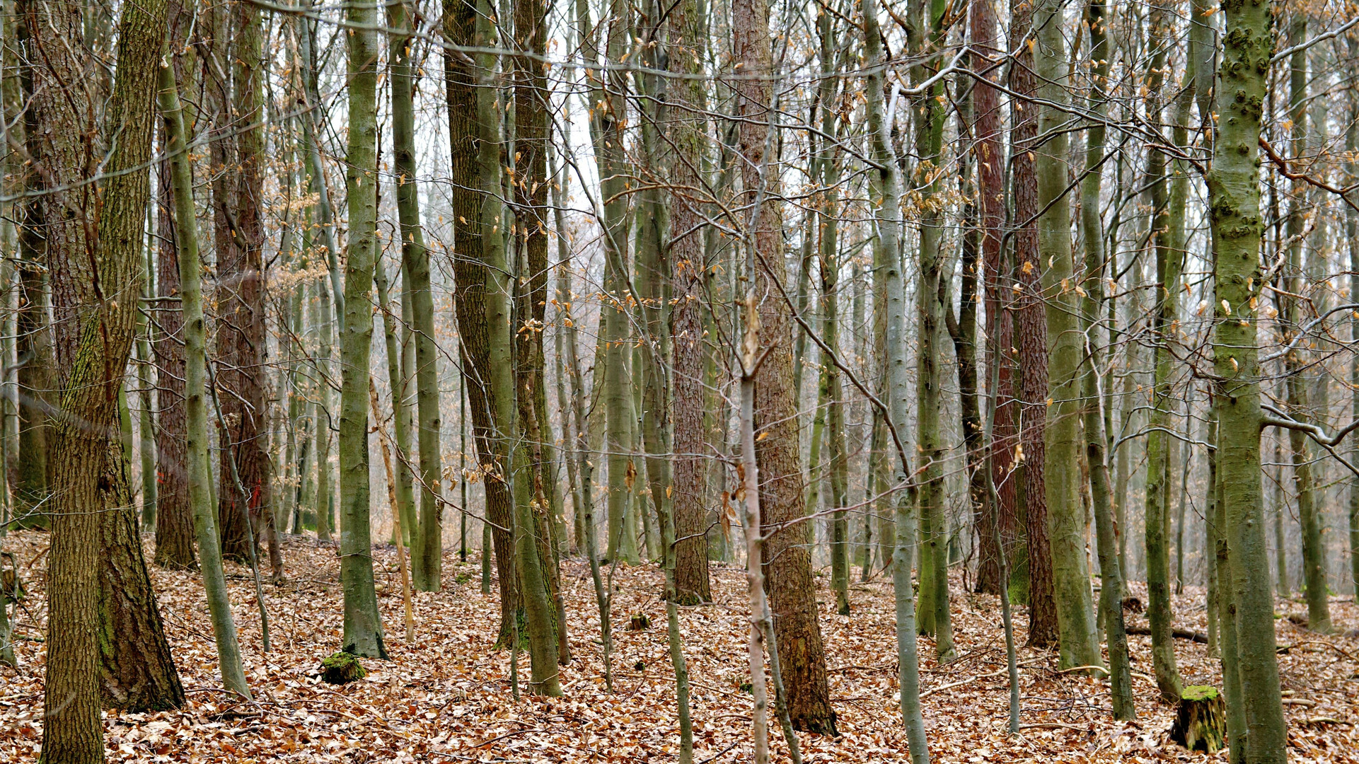 Den Wald vor lauter Bäumen nicht sehen