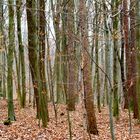 Den Wald vor lauter Bäumen nicht sehen