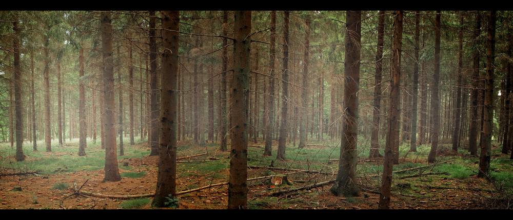 [ den Wald vor lauter Bäumen nicht sehen... ]