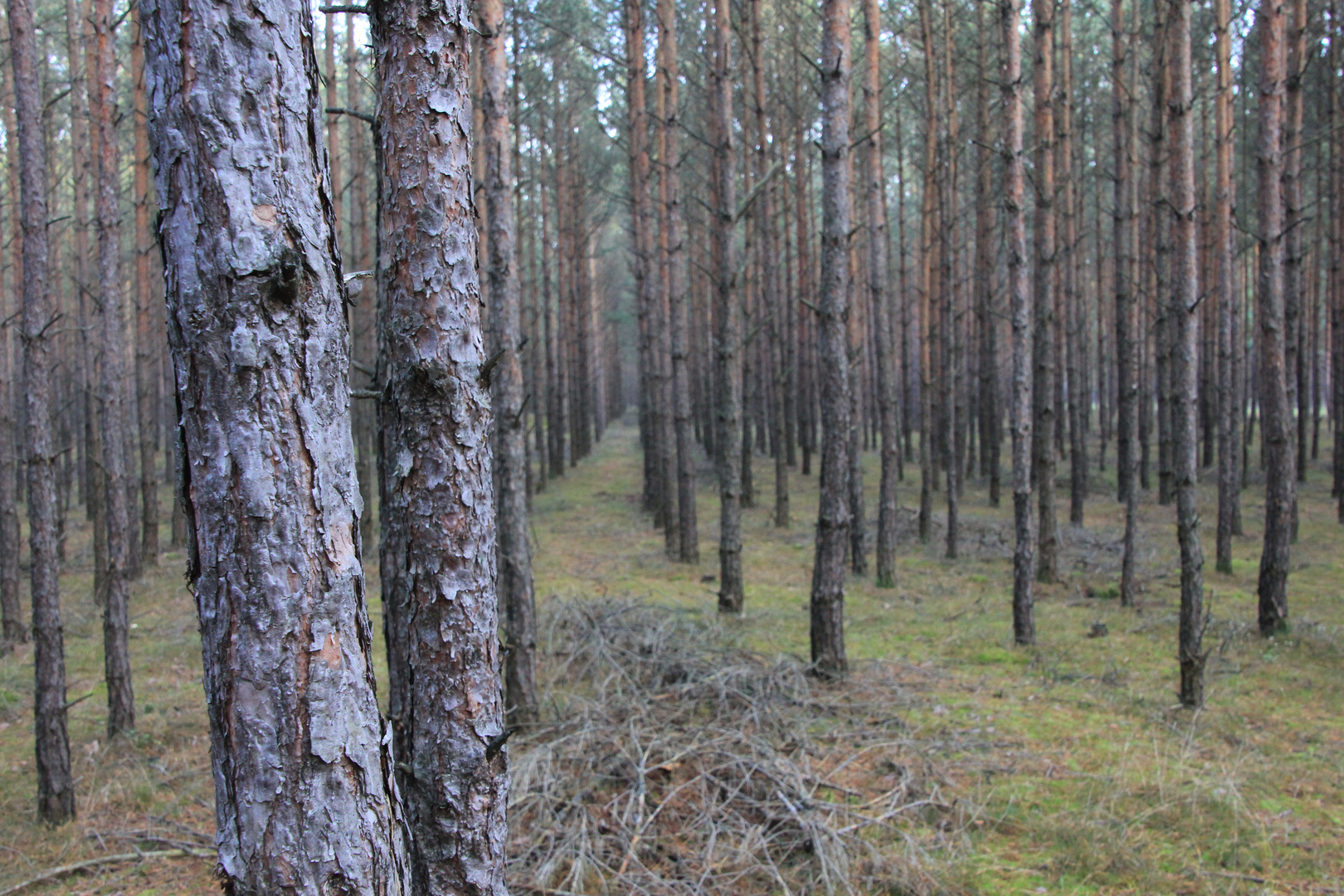 Den Wald vor lauter Bäumen nicht sehen