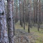 Den Wald vor lauter Bäumen nicht sehen