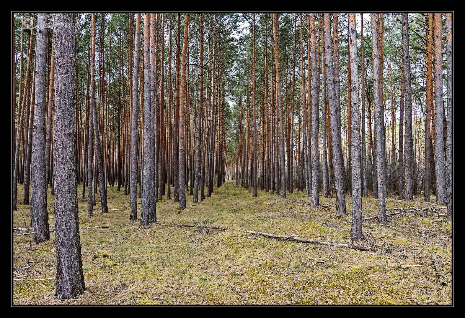 den Wald vor lauter Bäumen nicht sehen