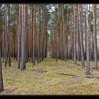 den Wald vor lauter Bäumen nicht sehen