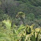 Den Wald vor lauter Bäumen nicht sehen können