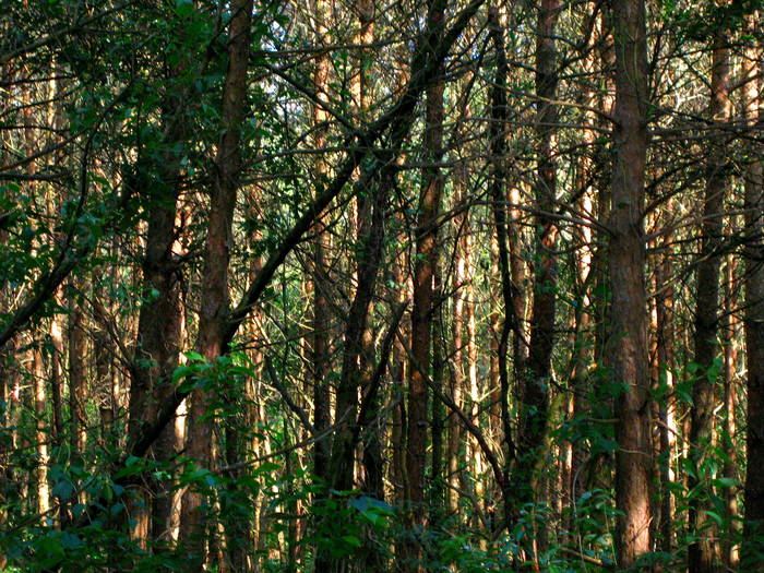 Den Wald vor lauter Bäumen nicht sehen können...