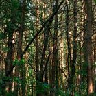 Den Wald vor lauter Bäumen nicht sehen können...