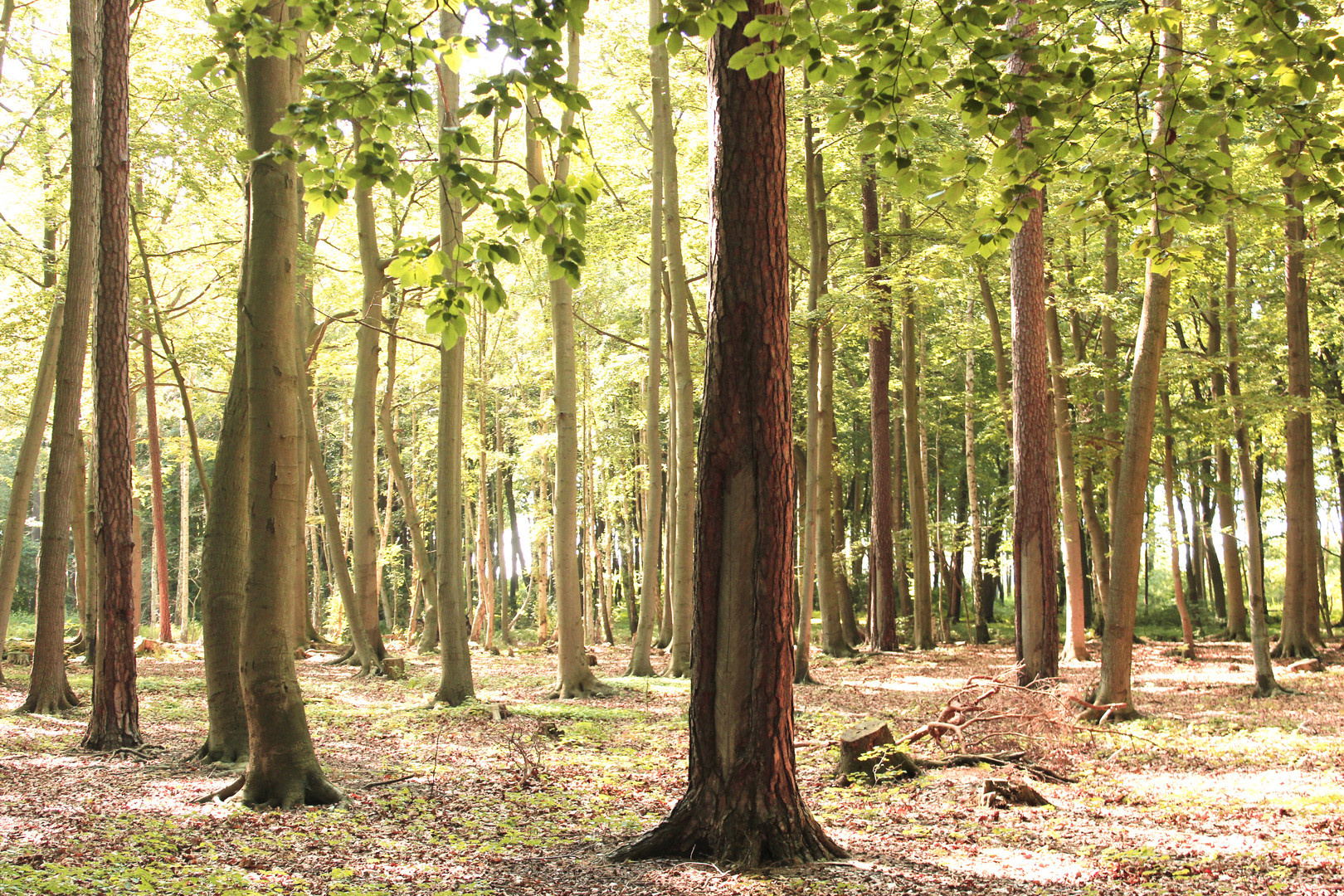 Den Wald vor lauter Bäumen sehen. Foto & Bild landschaft, wald, bÄume