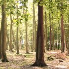 Den Wald vor lauter Bäumen sehen.