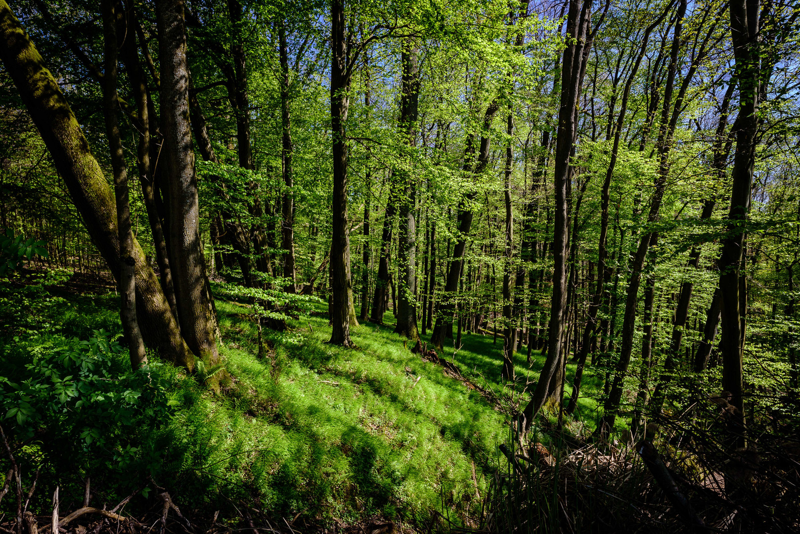 Den Wald vor lauter grün nicht sehen!