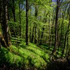 Den Wald vor lauter grün nicht sehen!