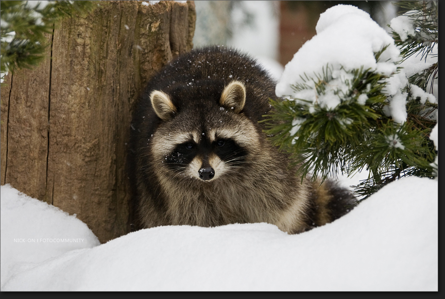 Den Waschbär im Winter getroffen