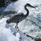 den Wasserfällen hält er Stand