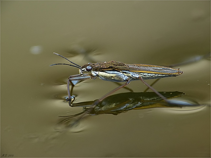 Den Wasserläufer konnte ich heute ablichten!