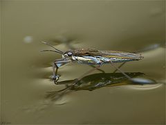 Den Wasserläufer konnte ich heute ablichten!