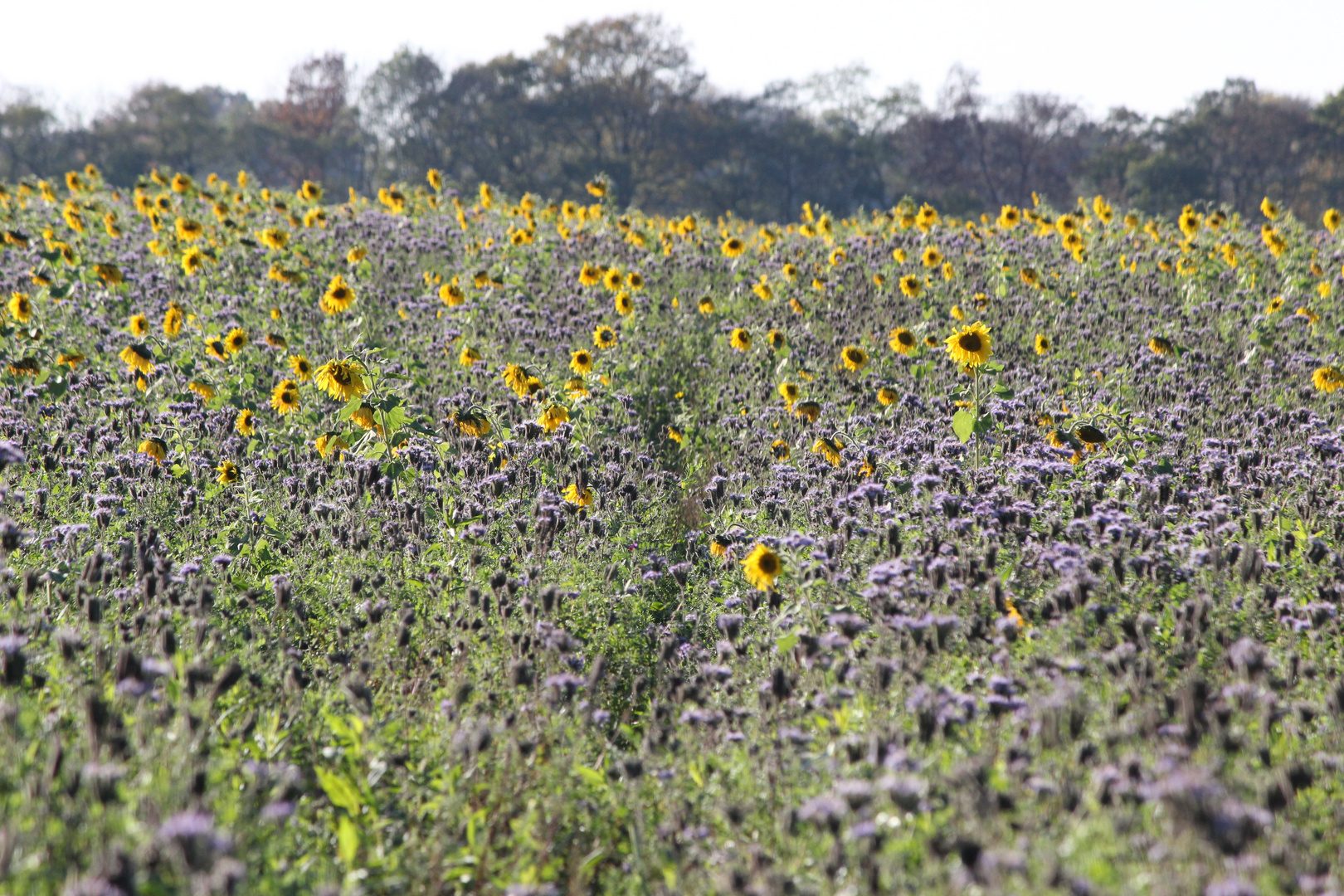 Den Weg finden zwischen Disteln und Sonnenblumen ...