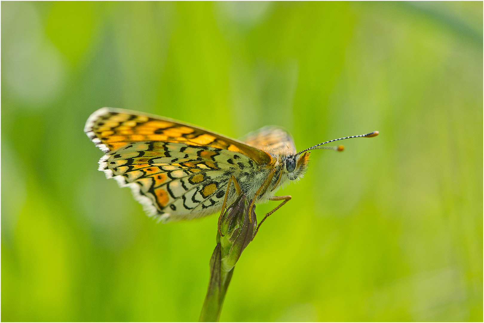 Den Wegerich-Scheckenfalter (Melitaea cinxia) . . .