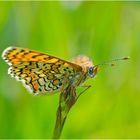 Den Wegerich-Scheckenfalter (Melitaea cinxia) . . .