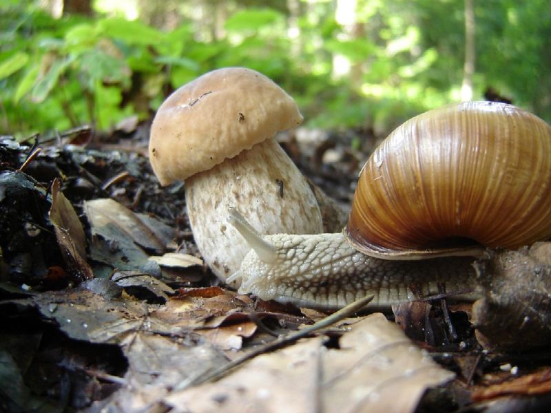 Den Wettlauf verliert nun mal die Schnecke...