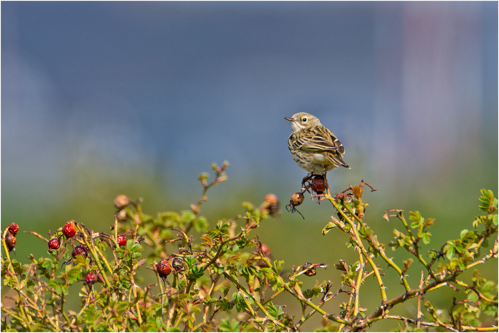 Den Wiesenpieper (Anthus pratensis) ? . . .