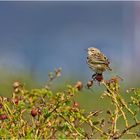 Den Wiesenpieper (Anthus pratensis) ? . . .