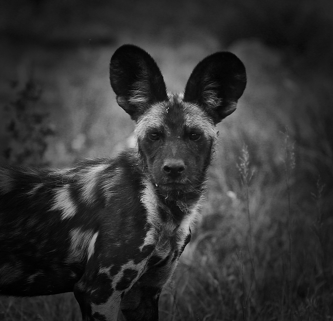 Den - Wild Dog