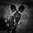 Den - Wild Dog