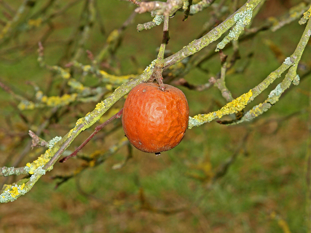 den Winter am Baum überlebt