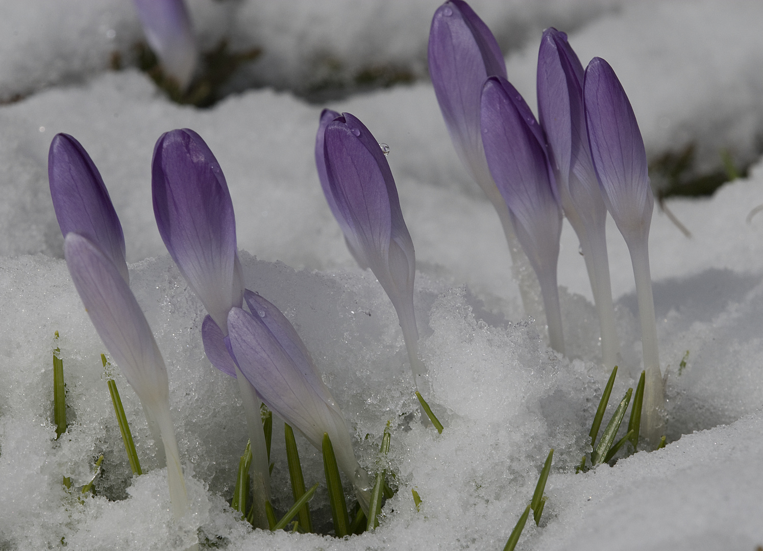 Den Winter besiegt ....