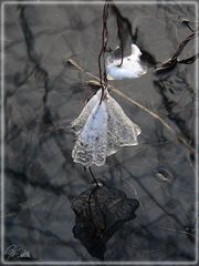 "den Winter einläuten"