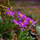 den Winter mit Frühlingsblumen vertreiben