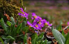 den Winter mit Frühlingsblumen vertreiben