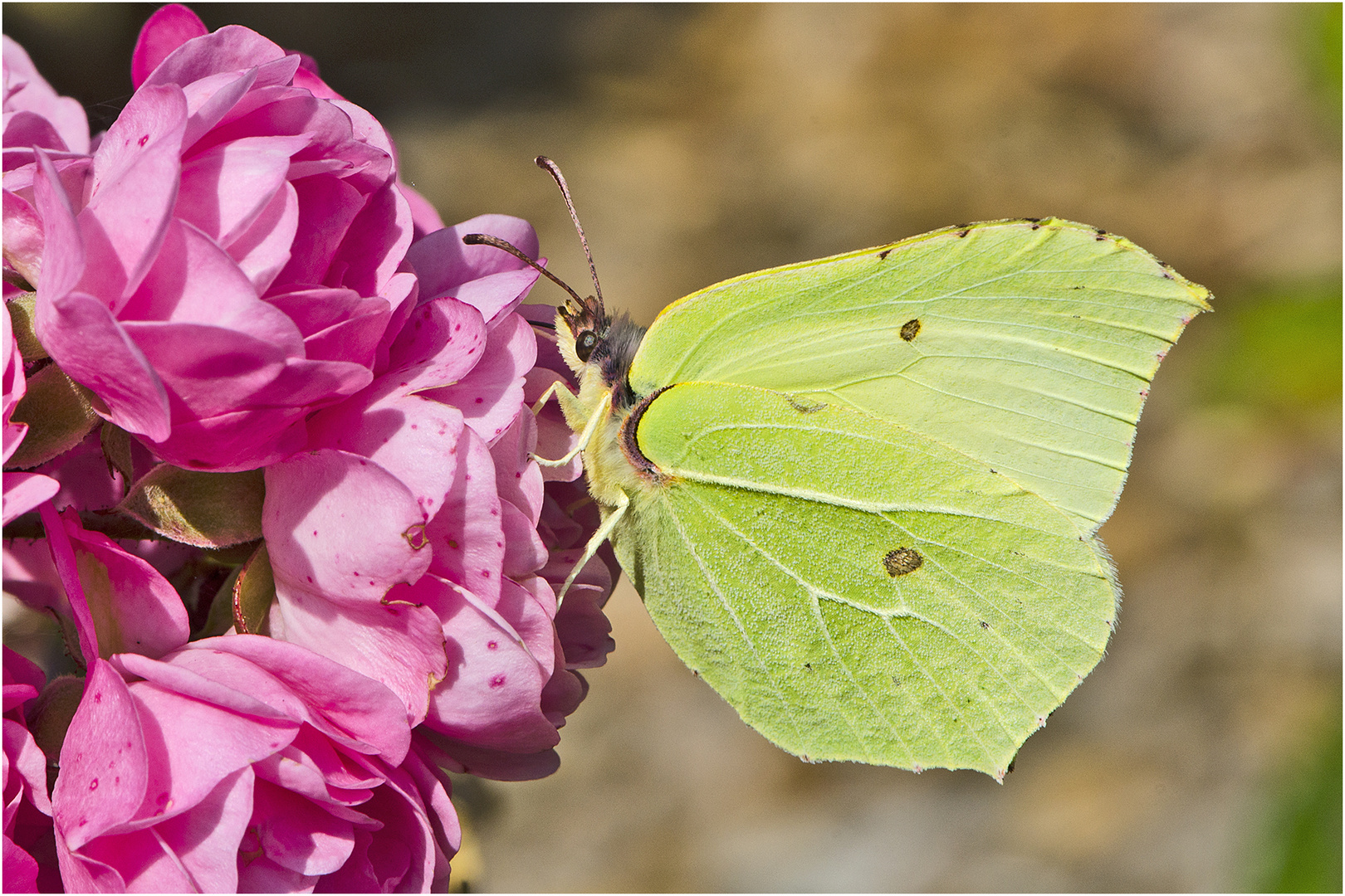 Den Zitronenfalter (Gonepteryx rhamni) . . .