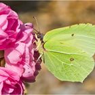 Den Zitronenfalter (Gonepteryx rhamni) . . .