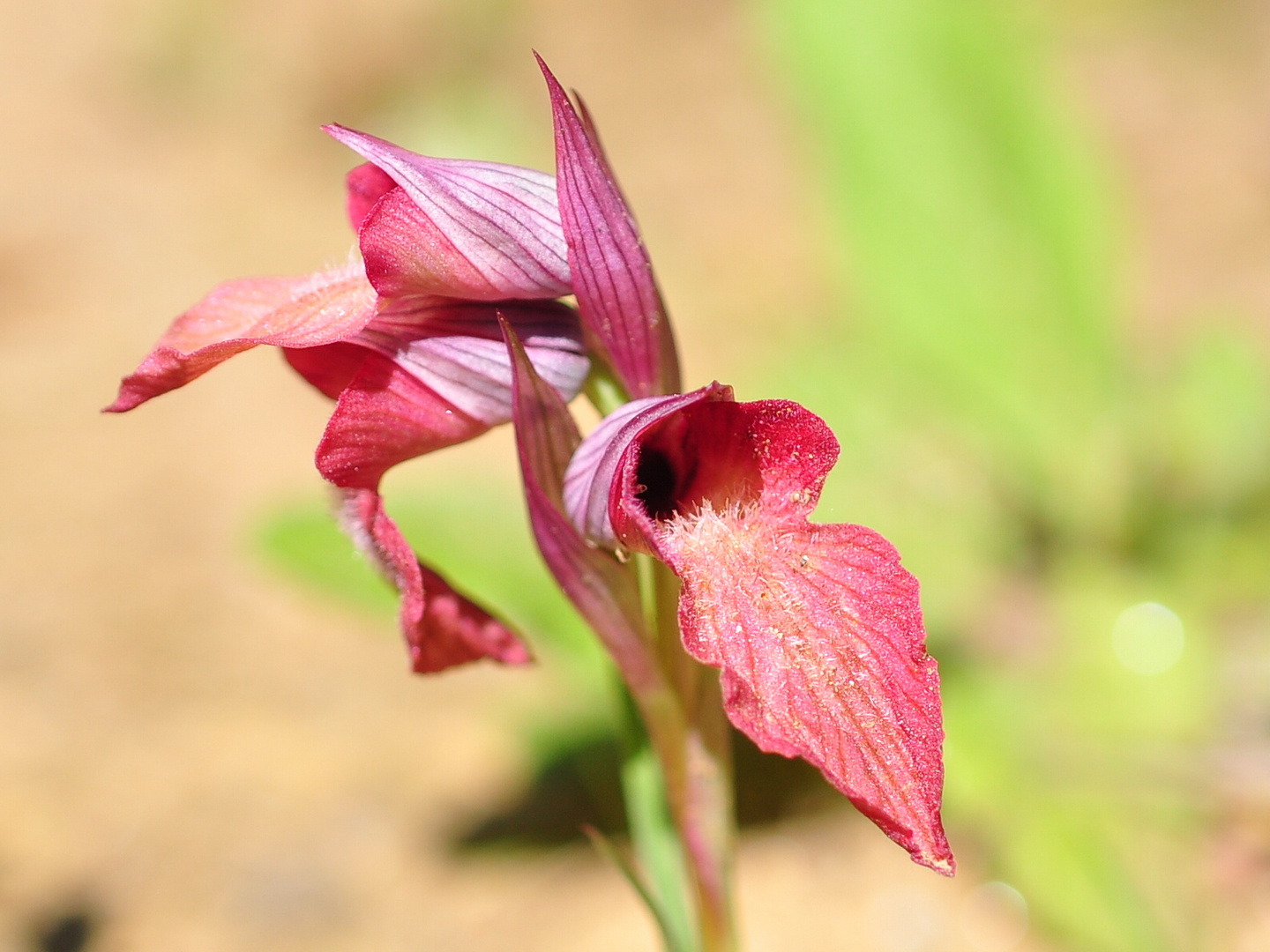 Den Zungenstendel (Serapias neglecta)