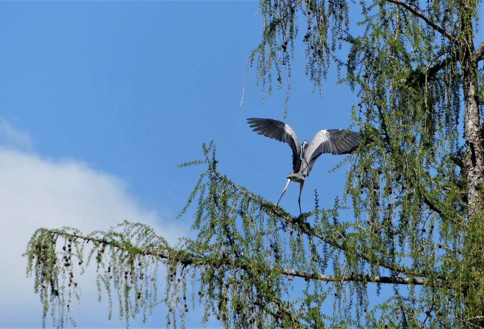 Den Zweig fest im Griff...