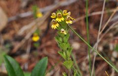 Den Zwerg- Augentrost (Euphrasia minima)