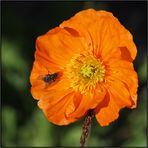 Denali | Alaskan Poppy |