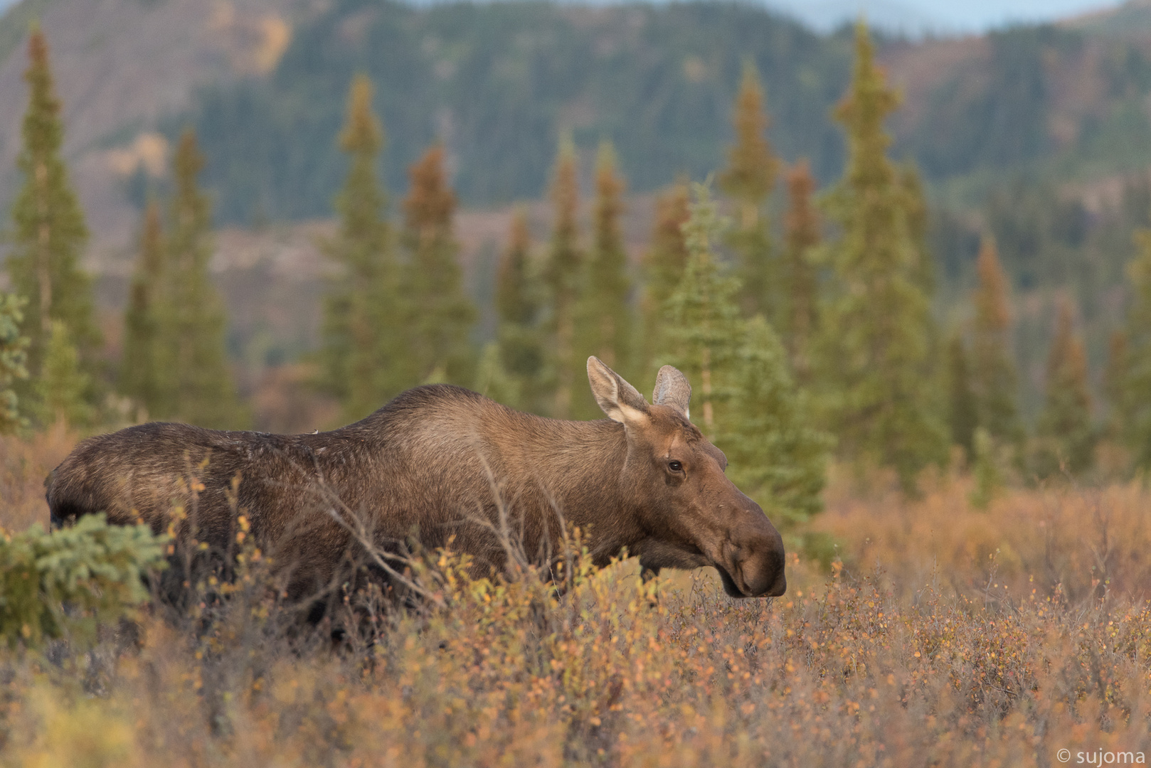 Denali Elchkuh 