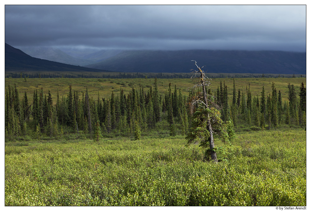 Denali Hochebene