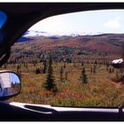 Denali NP im Herbst