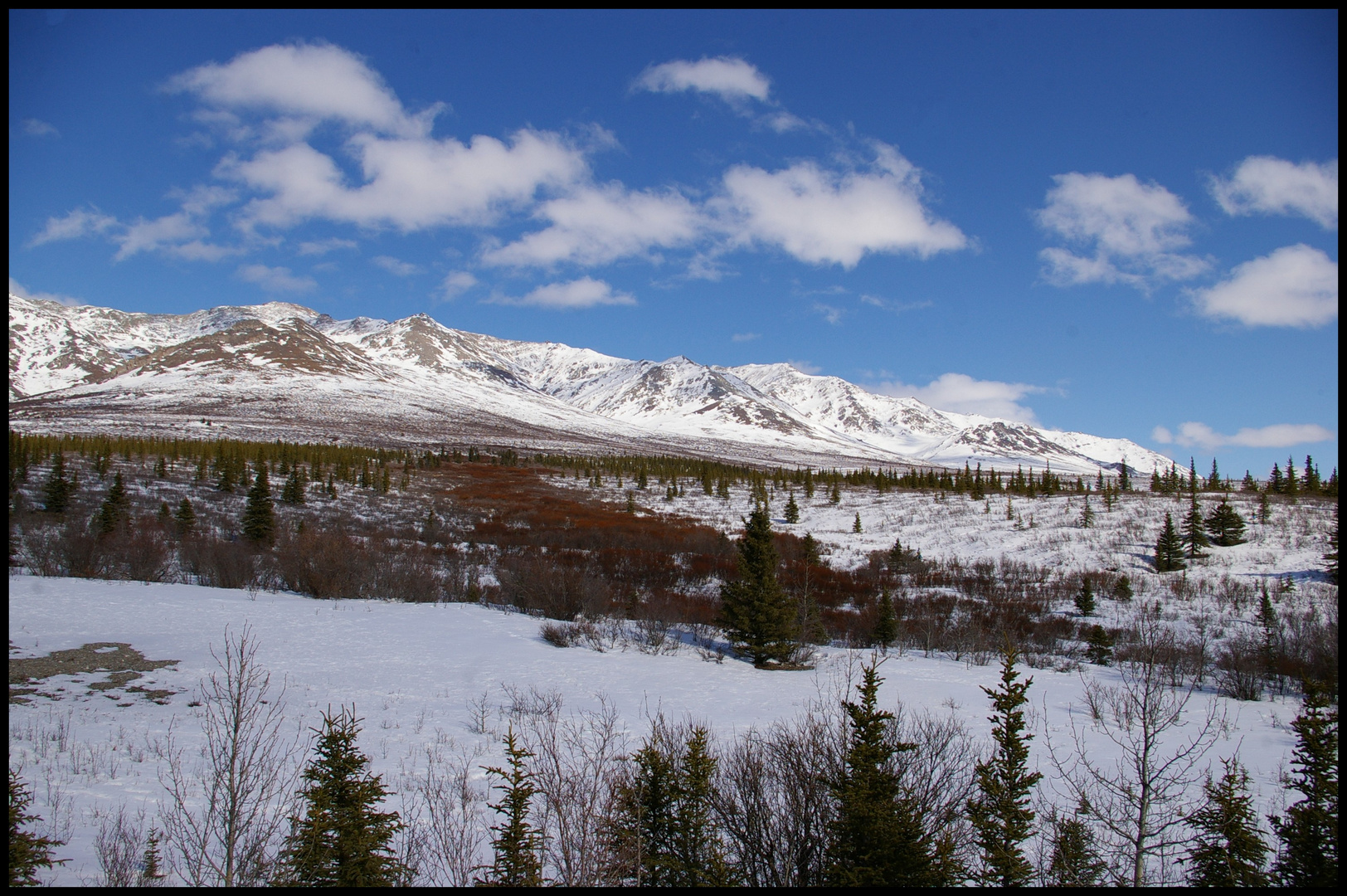 Denali park