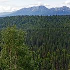 Denali State Park Ermine Hill Trail Alaska