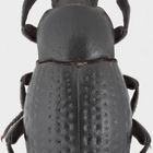 Dendarus (Pandarinus) sp