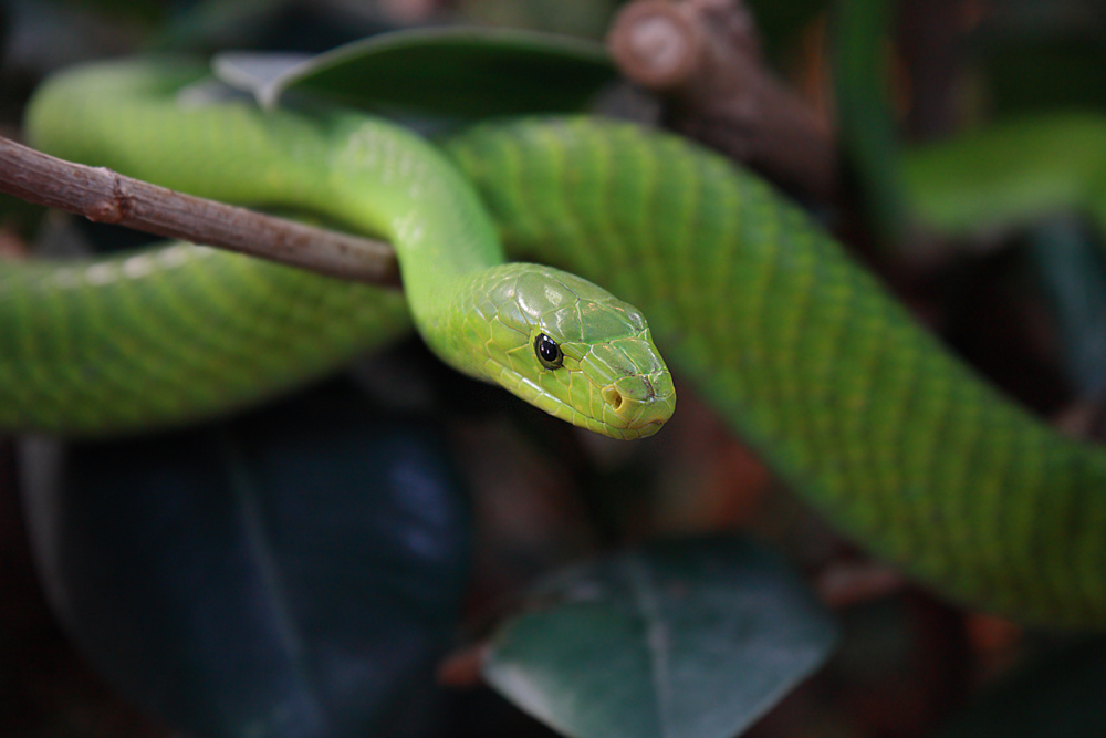 Dendroaspis angusticeps